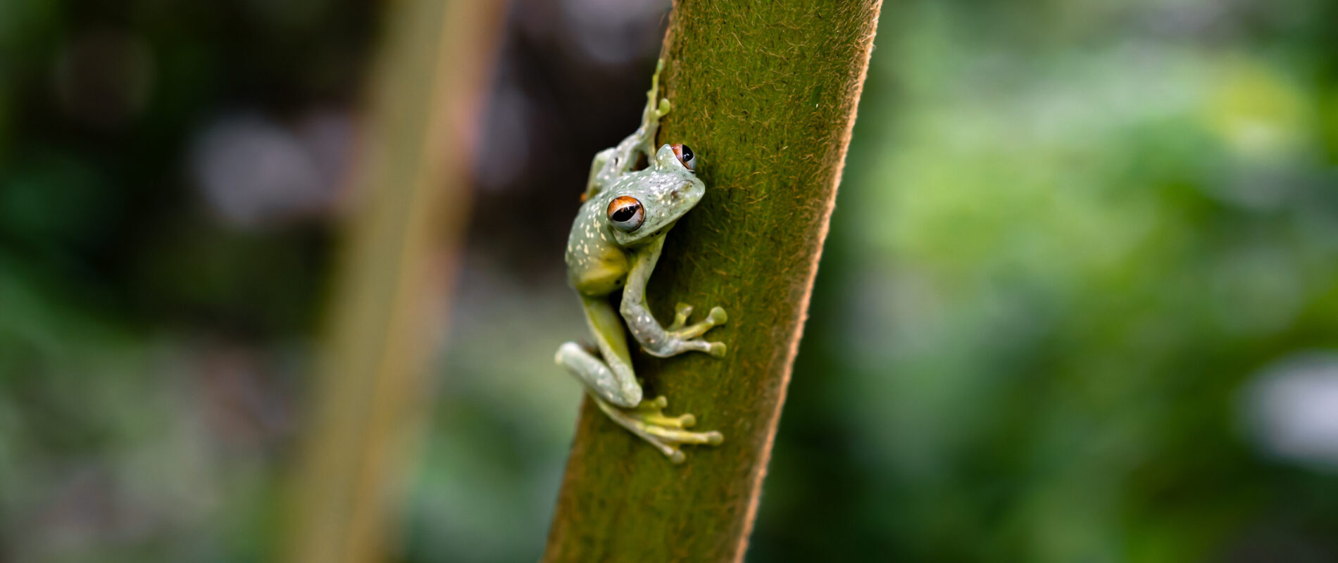 Nakau Nature Faro Island tree frog