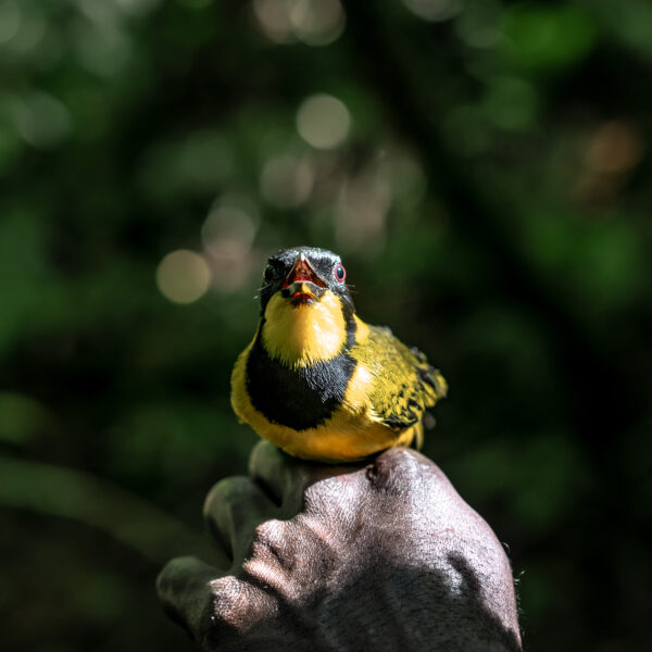 Male-Oriole-Whistler-Pachycephala-orioloides-Solomon-Islands