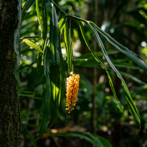 Epiphytic orchid robiquetia sp in bloom Sobehatunga Conservation Area 30 Nov 2023